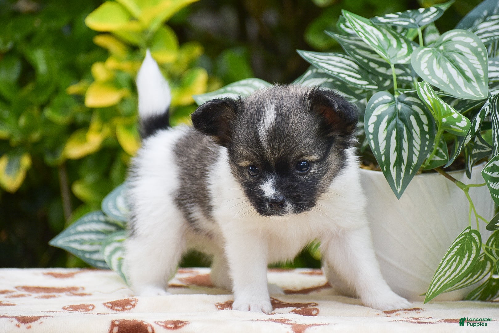 Papillon dogs Fritz - Ad 2