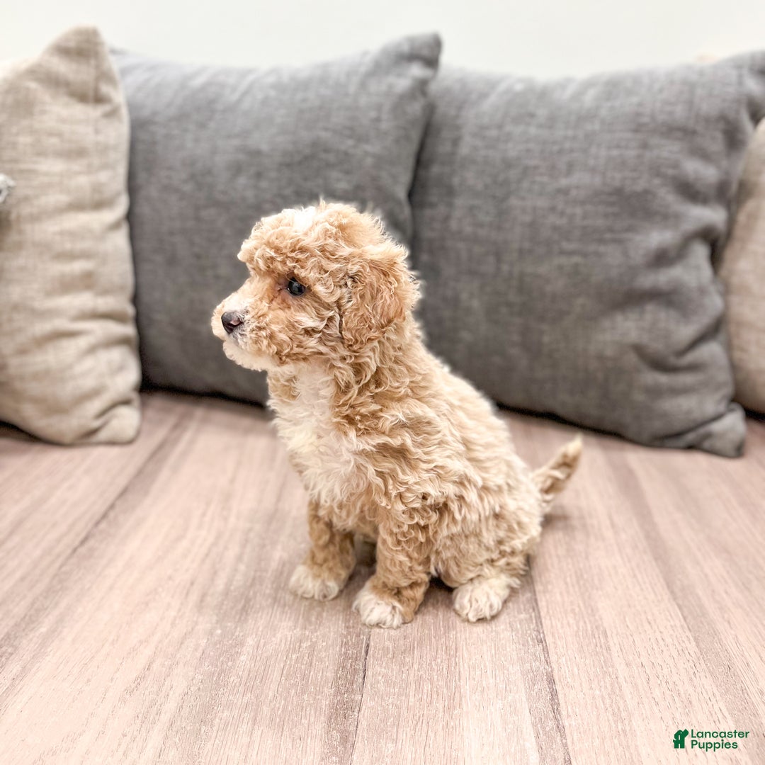 Goldendoodle dogs for sale: Snowflake  - Ad 34