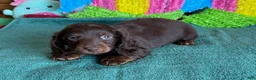 Miniature Dachshund dogs for sale: Cowboy - Ad 3