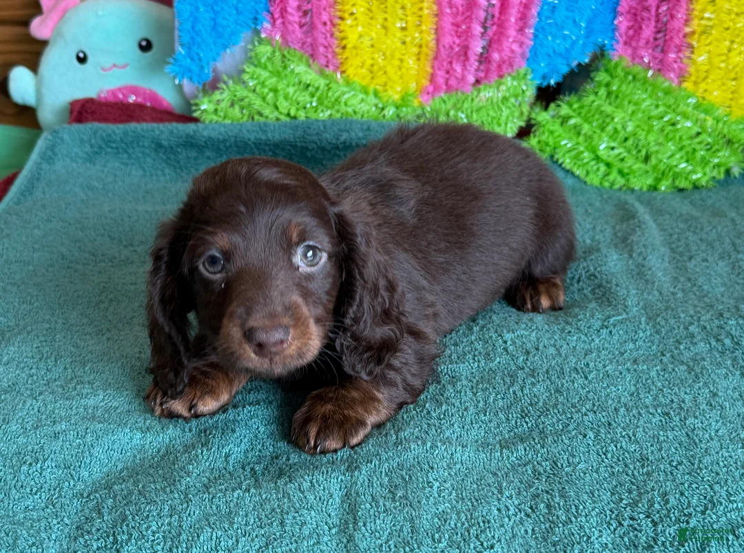 Miniature Dachshund dogs for sale: Cowboy - Ad 3