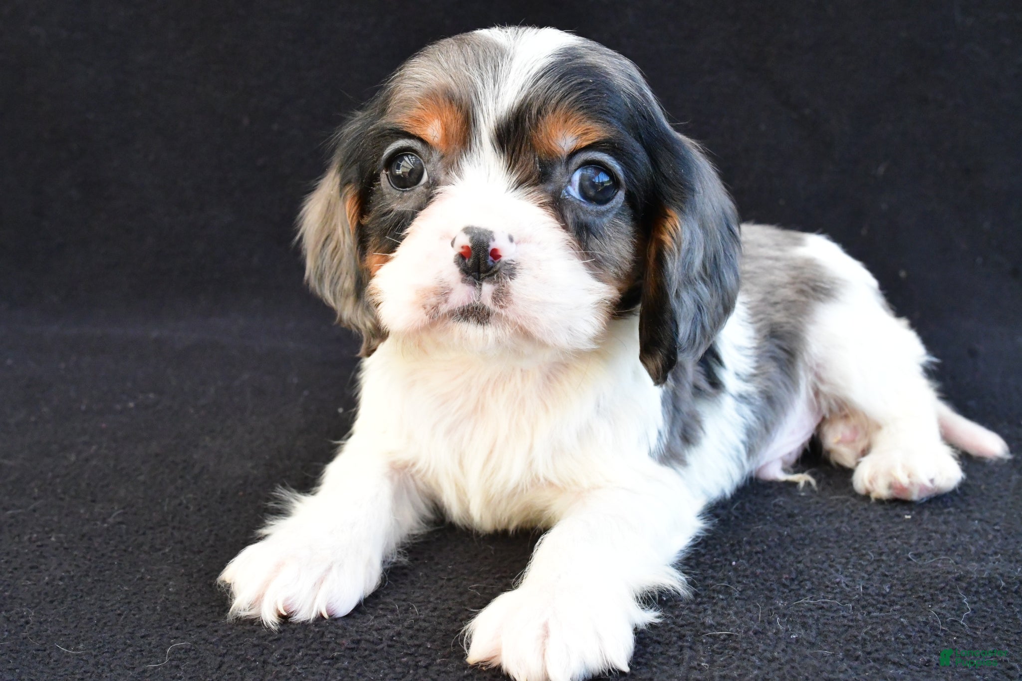 Mixed Breed dogs Asher - Ad 2