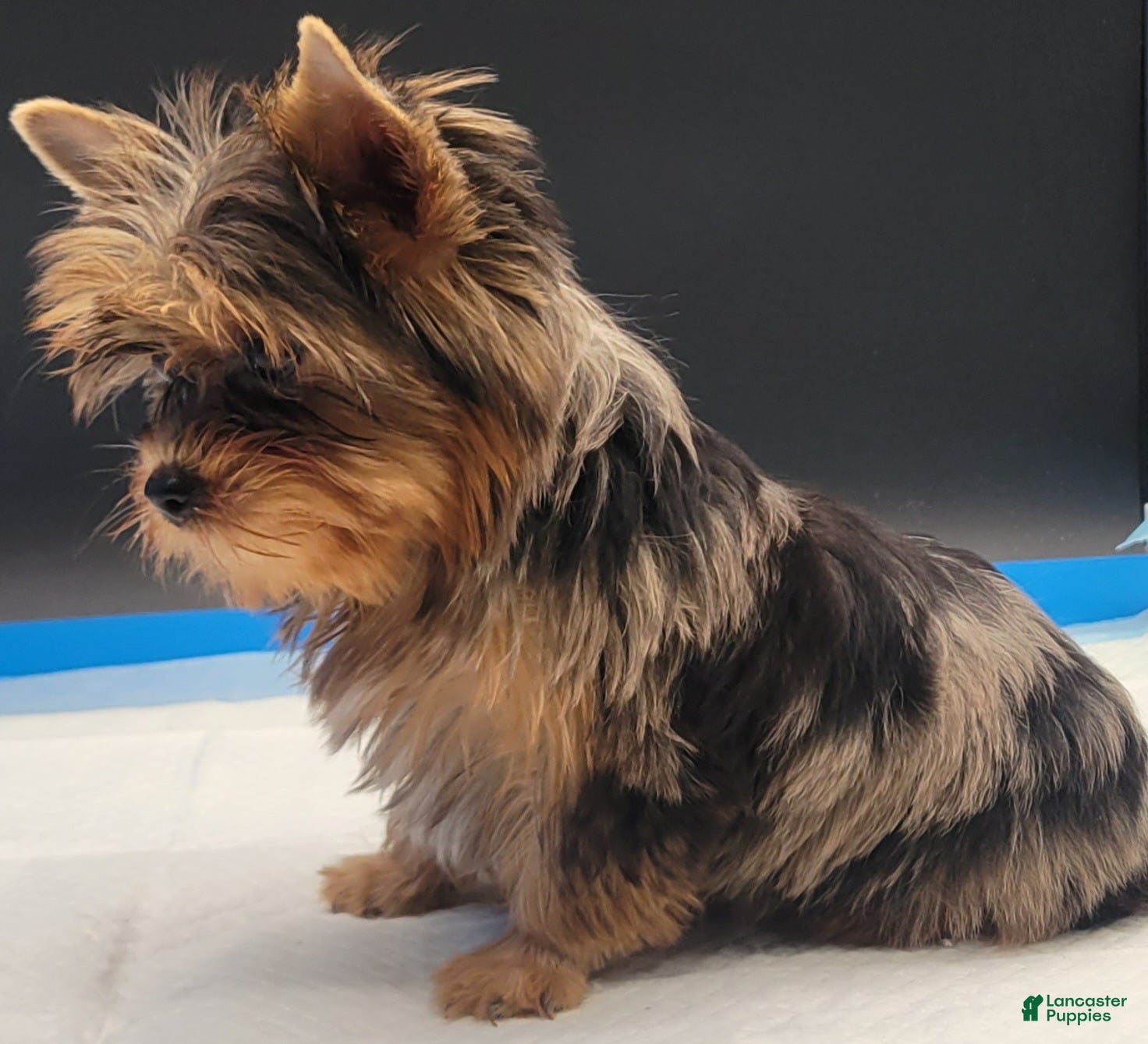 Yorkshire Terrier dogs Yorkshire Terrier Puppy 1 - Ad 12