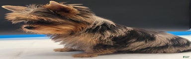 Yorkshire Terrier Puppy 1