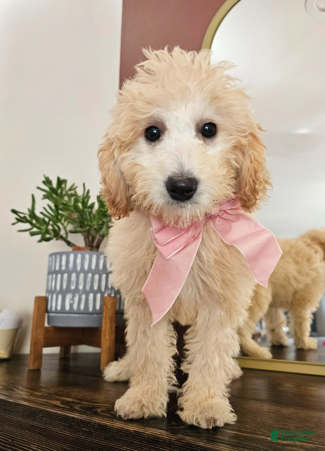 Mini Goldendoodle dogs for sale: Bunny – Med Mini Goldendoodle - Ad 2