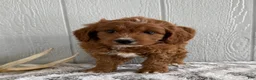 Mini Goldendoodle dogs for sale: Ricky - Ad 4