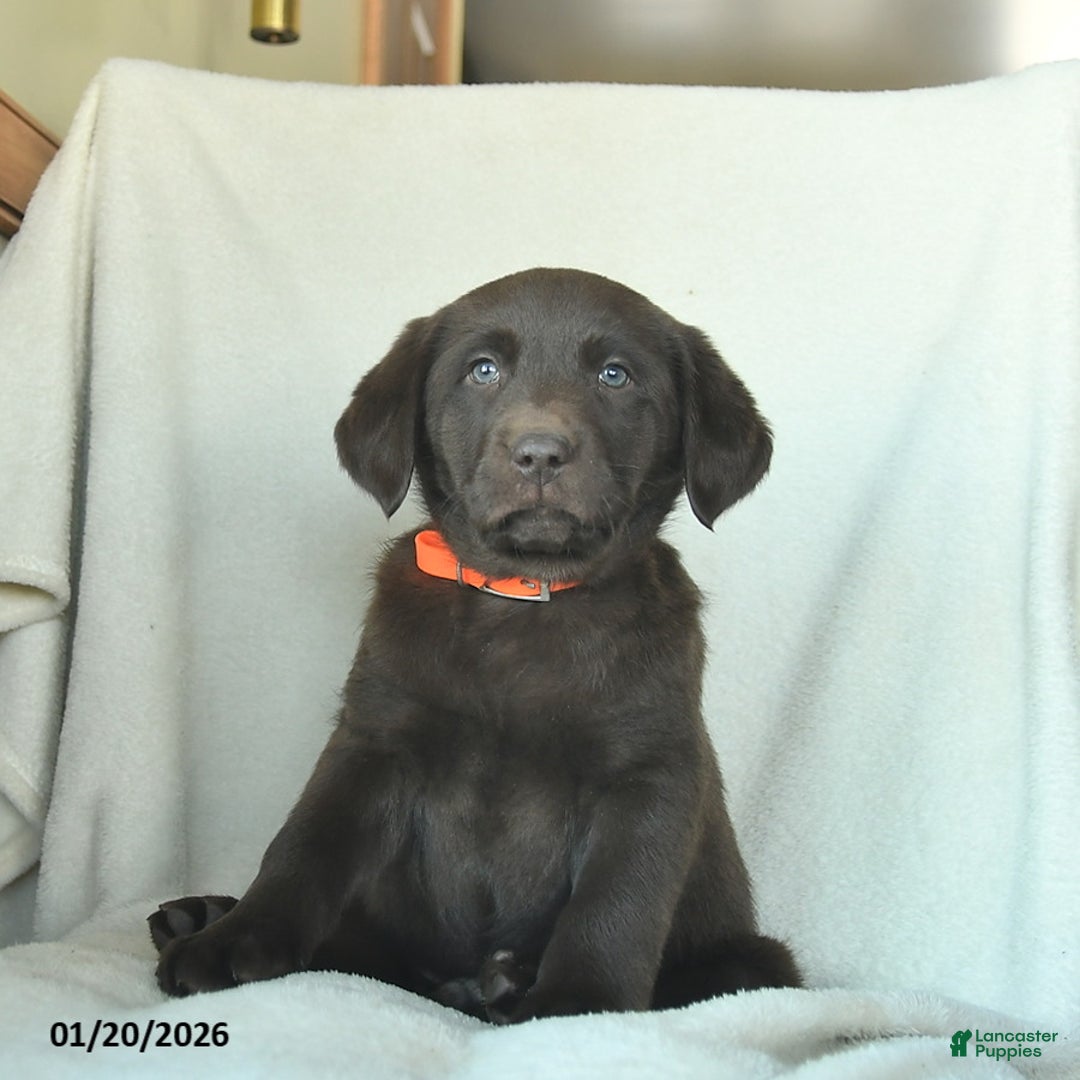 Labrador Retriever dogs for sale: Jake  - Ad 3