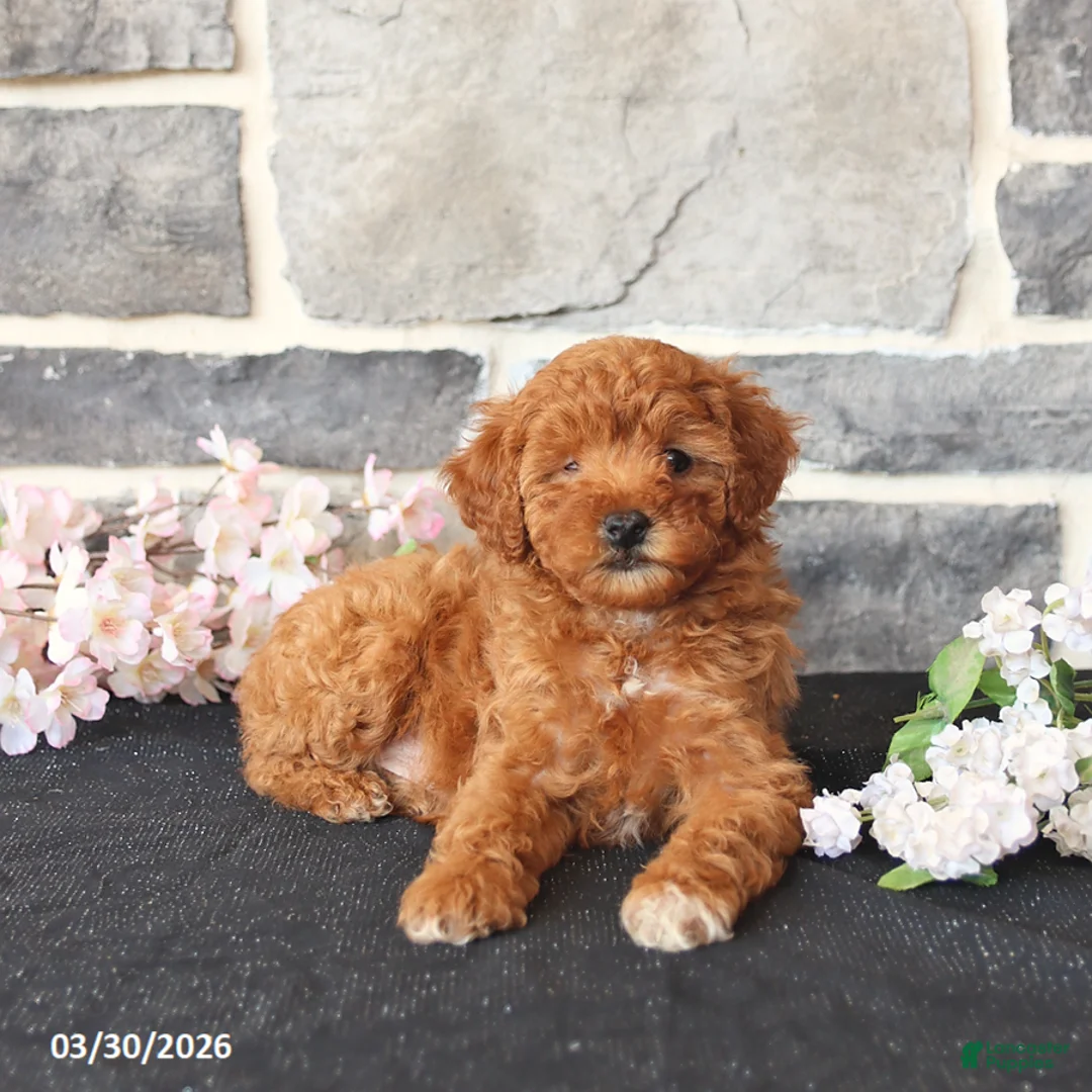 Miniature Poodle dogs for sale: Sweetie - Ad 2