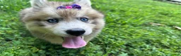 Siberian Husky dogs for sale: RISA - Ad 19
