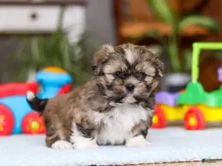 Shih Tzu dogs Carlson - Ad 15