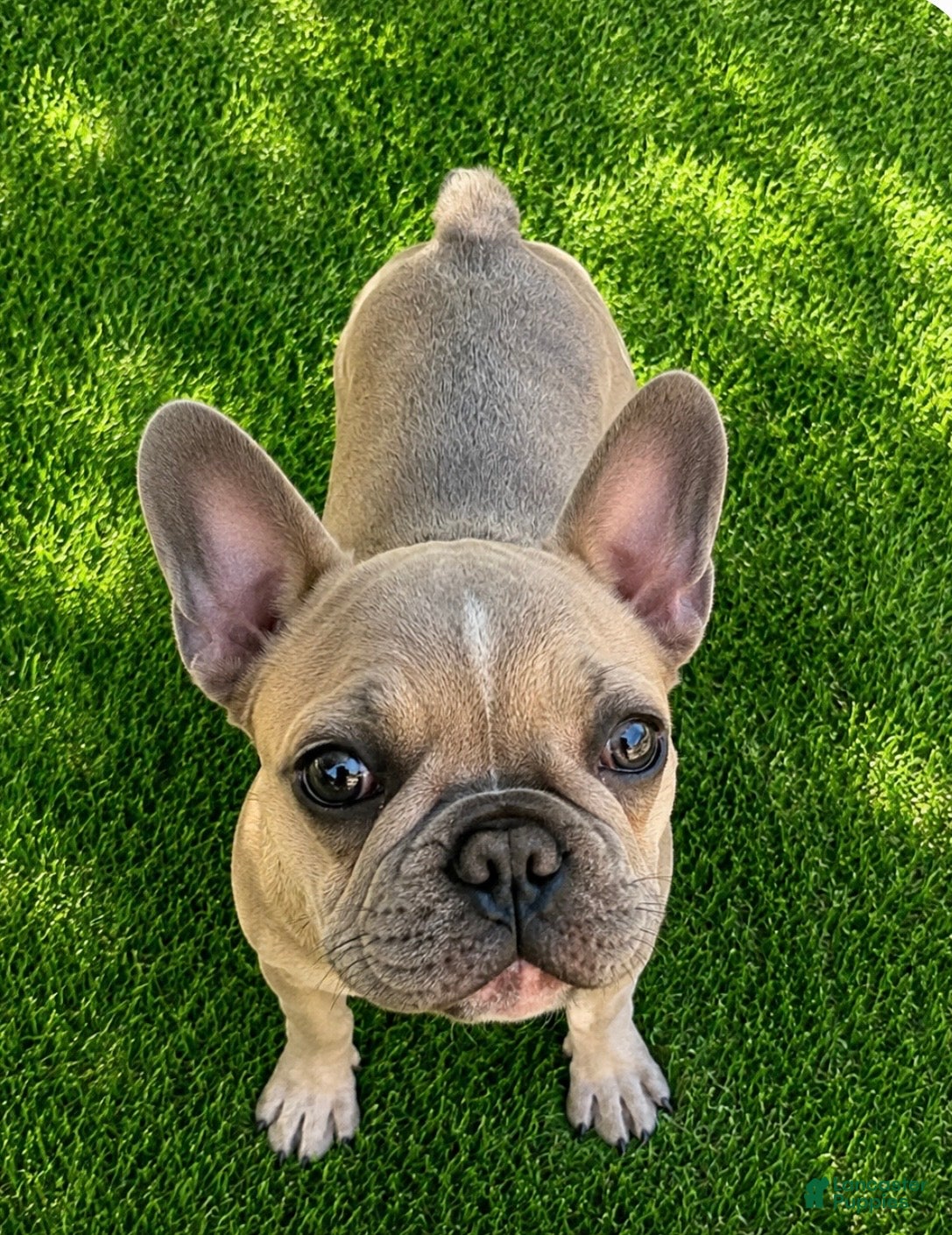 French Bulldog dogs little heifer - Ad 2