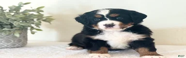 Bernese Mountain Dog Puppy 2