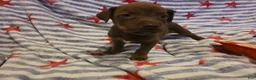 Mixed Breed dogs for sale: Mixed Breed 8 - Ad 3