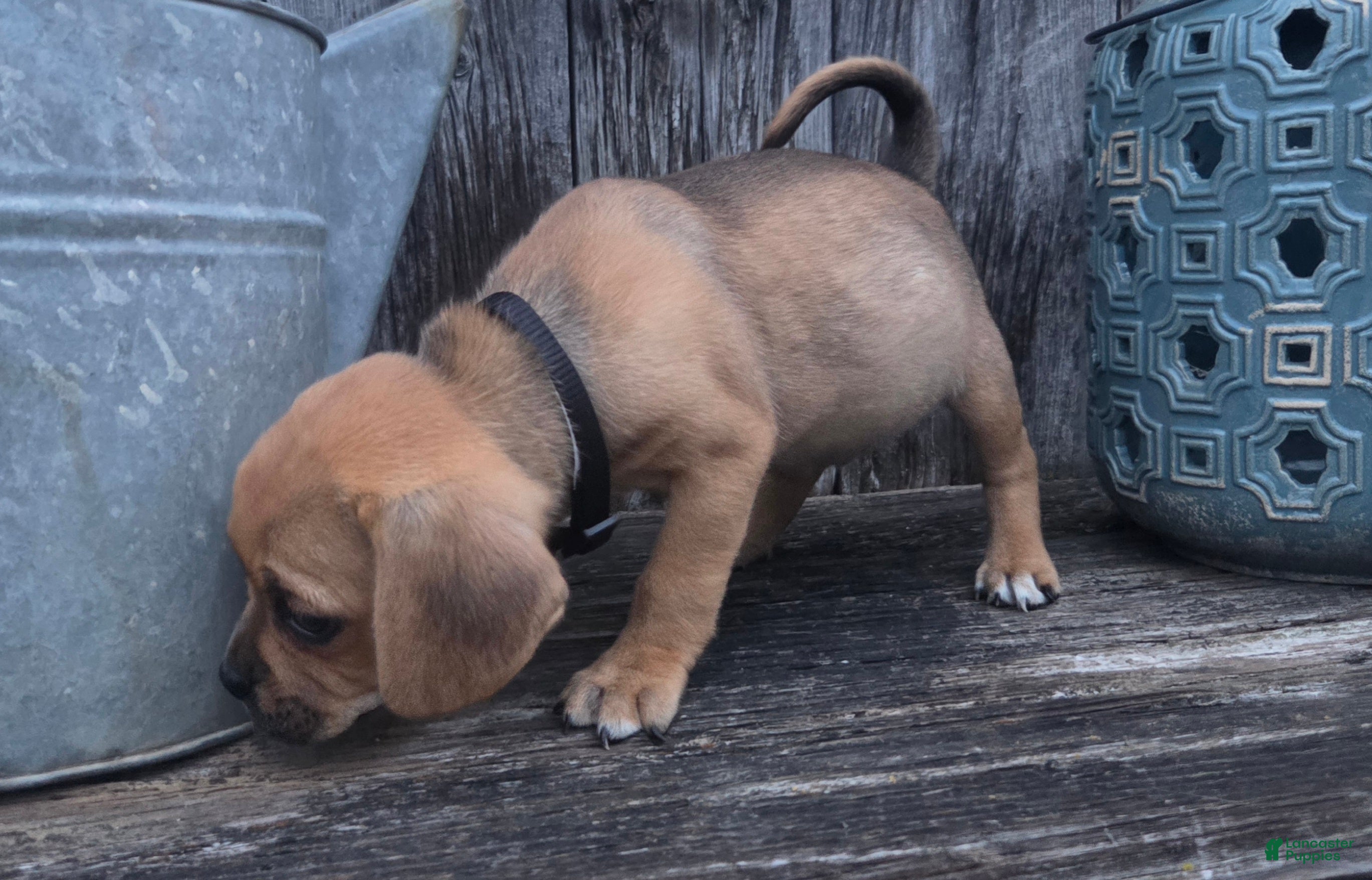 Puggle dogs Slate - Ad 2
