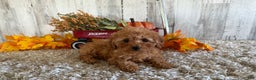 Toy Poodle dogs for sale: Quaker - Ad 10