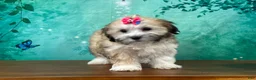 Teddy Bear dogs for sale: Rosie - Ad 3