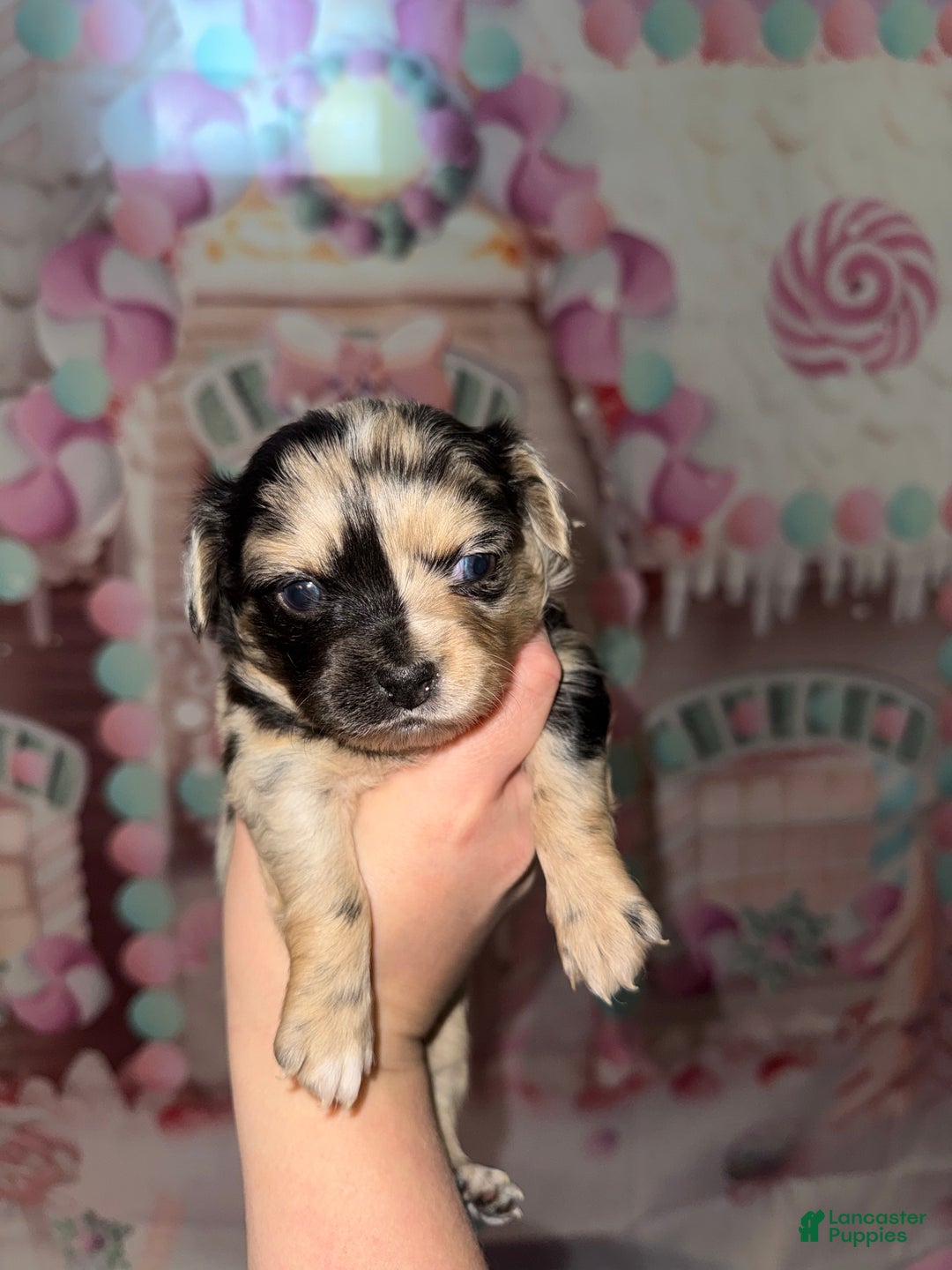 Chihuahua dogs for sale: Gemini - Ad 1