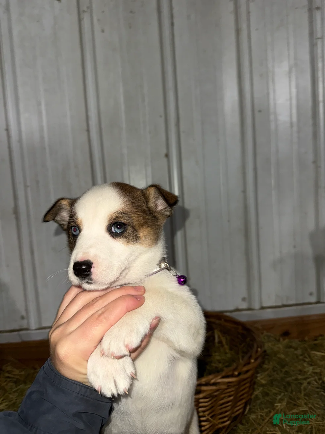 Mixed Breed dogs for sale: Whitey - Ad 6
