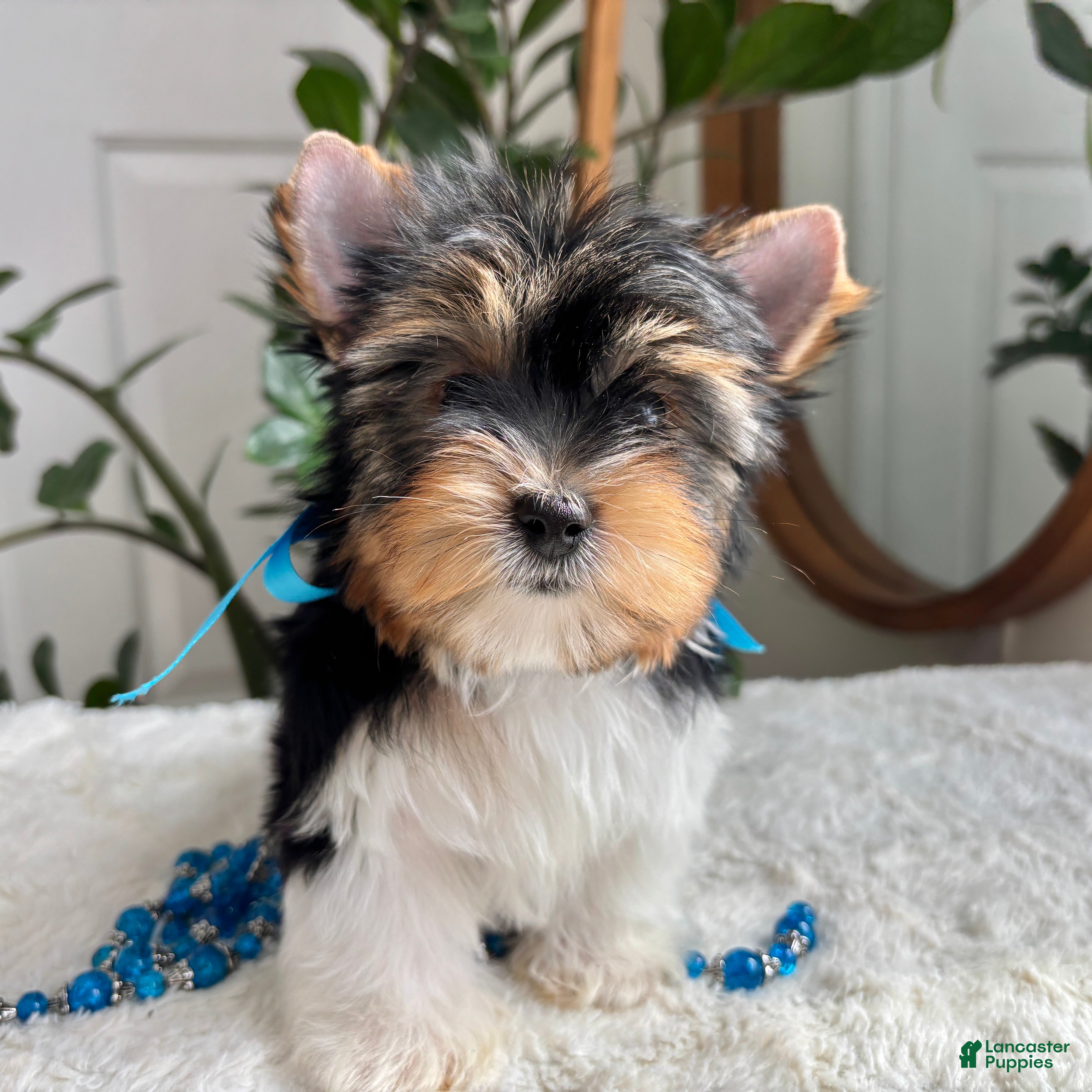 Yorkshire Terrier dogs PeeWee - Ad 1