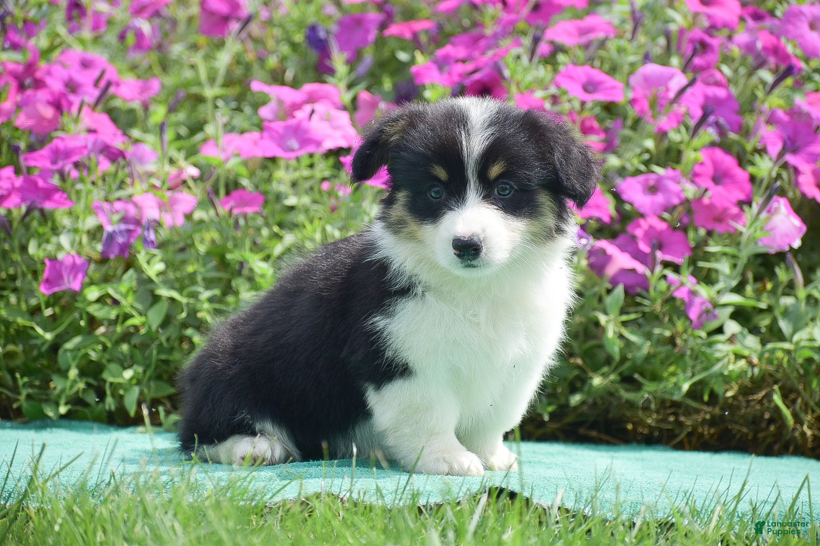 Welsh Corgi Pembroke dogs Julie - Ad 1