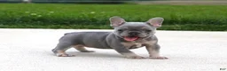 French Bulldog dogs for sale: Lilly - Ad 3