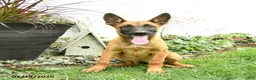 Belgian Malinois dogs for sale: Zara - Ad 3