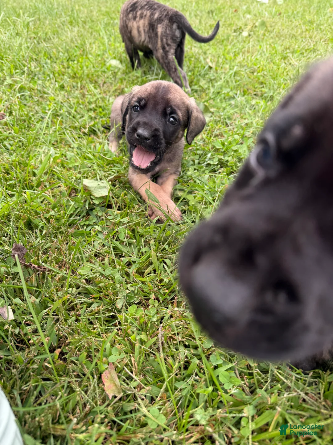 English Mastiff dogs for sale: Banshee  - Ad 1