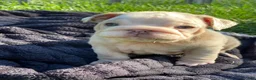 English Bulldog dogs for sale: ELOISE - Ad 4