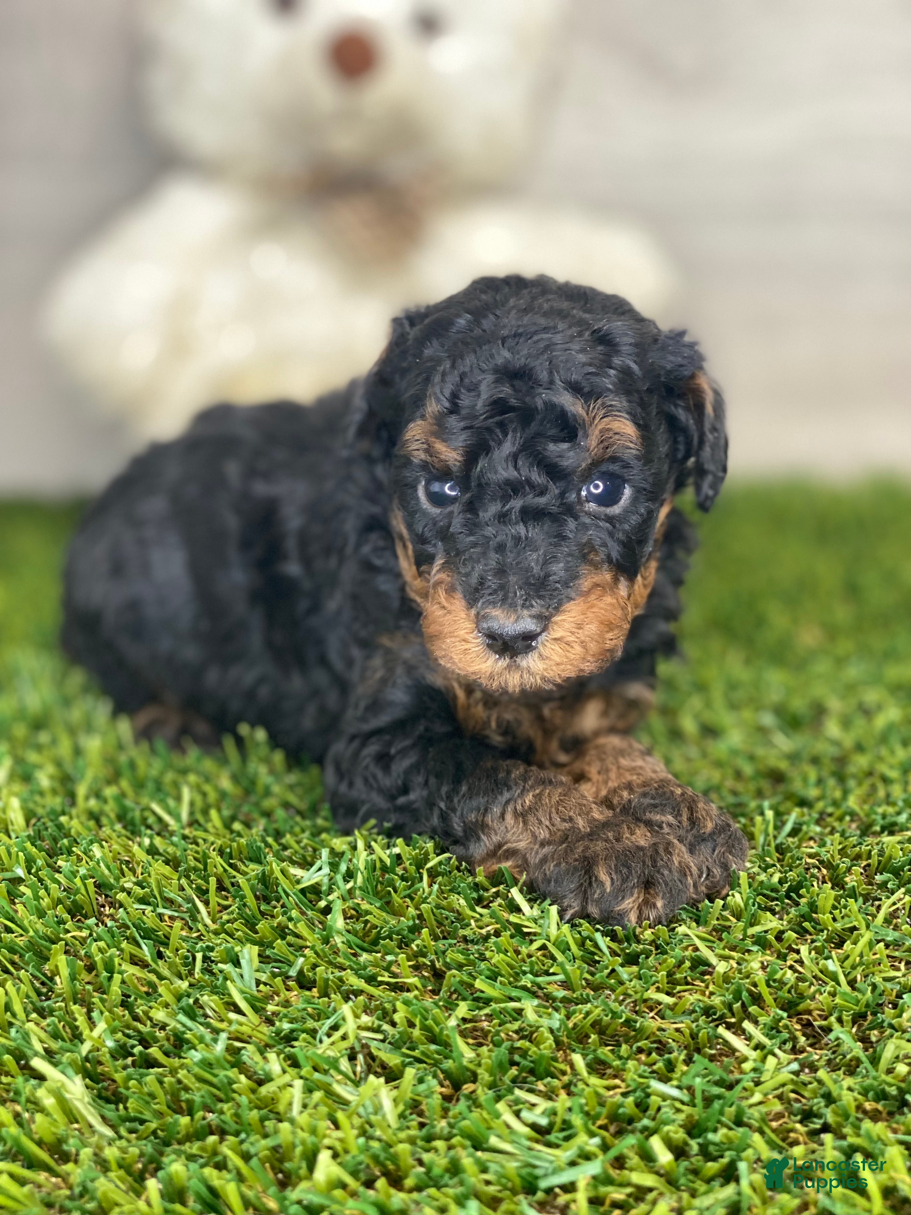 Toy Poodle dogs MYRON - Ad 1