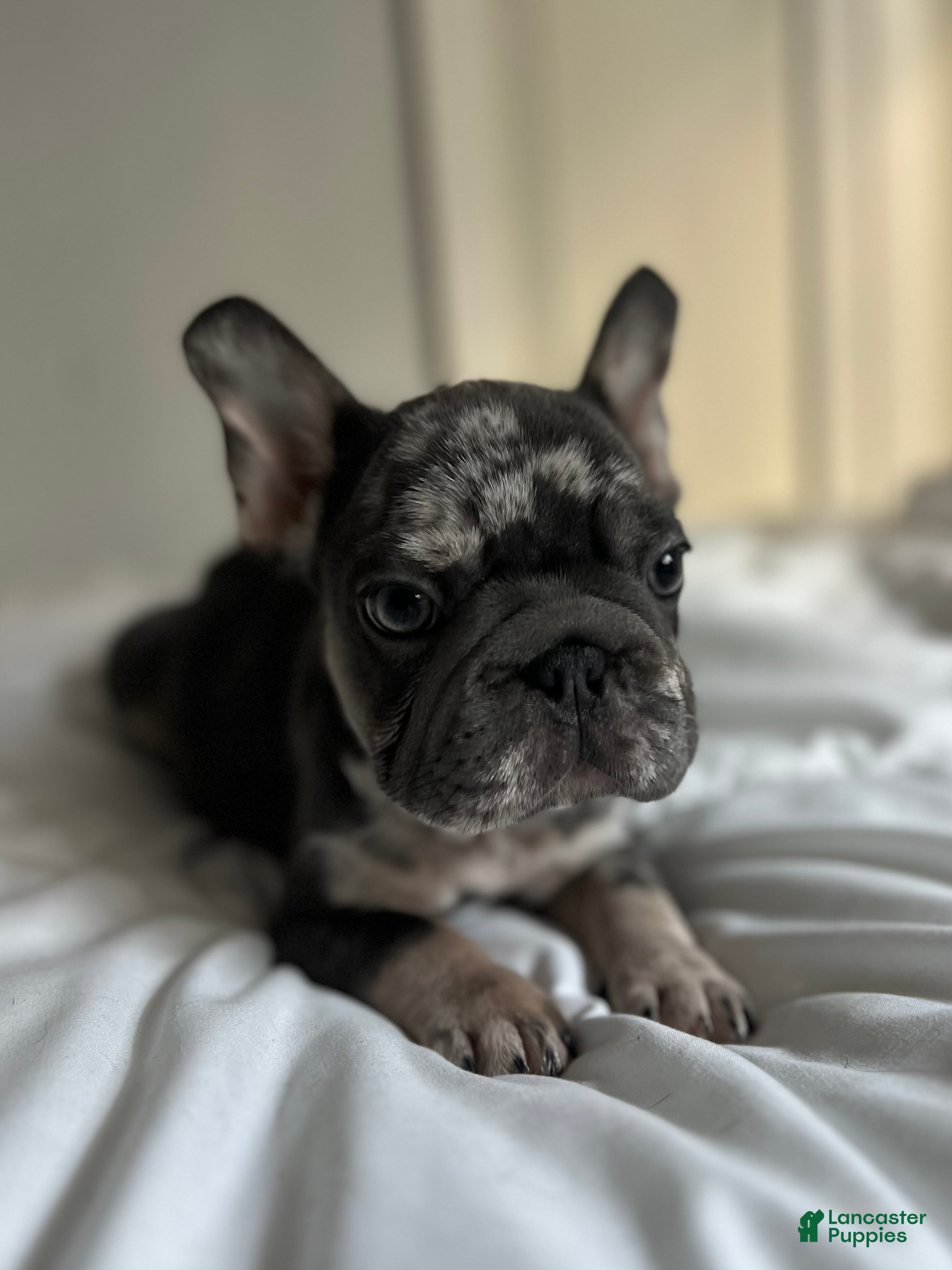 French Bulldog dogs Oreo - Ad 2