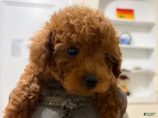 Toy Poodle dogs Rocky - Ad 29