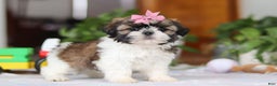 Shih Tzu dogs for sale: Tessa - Ad 2