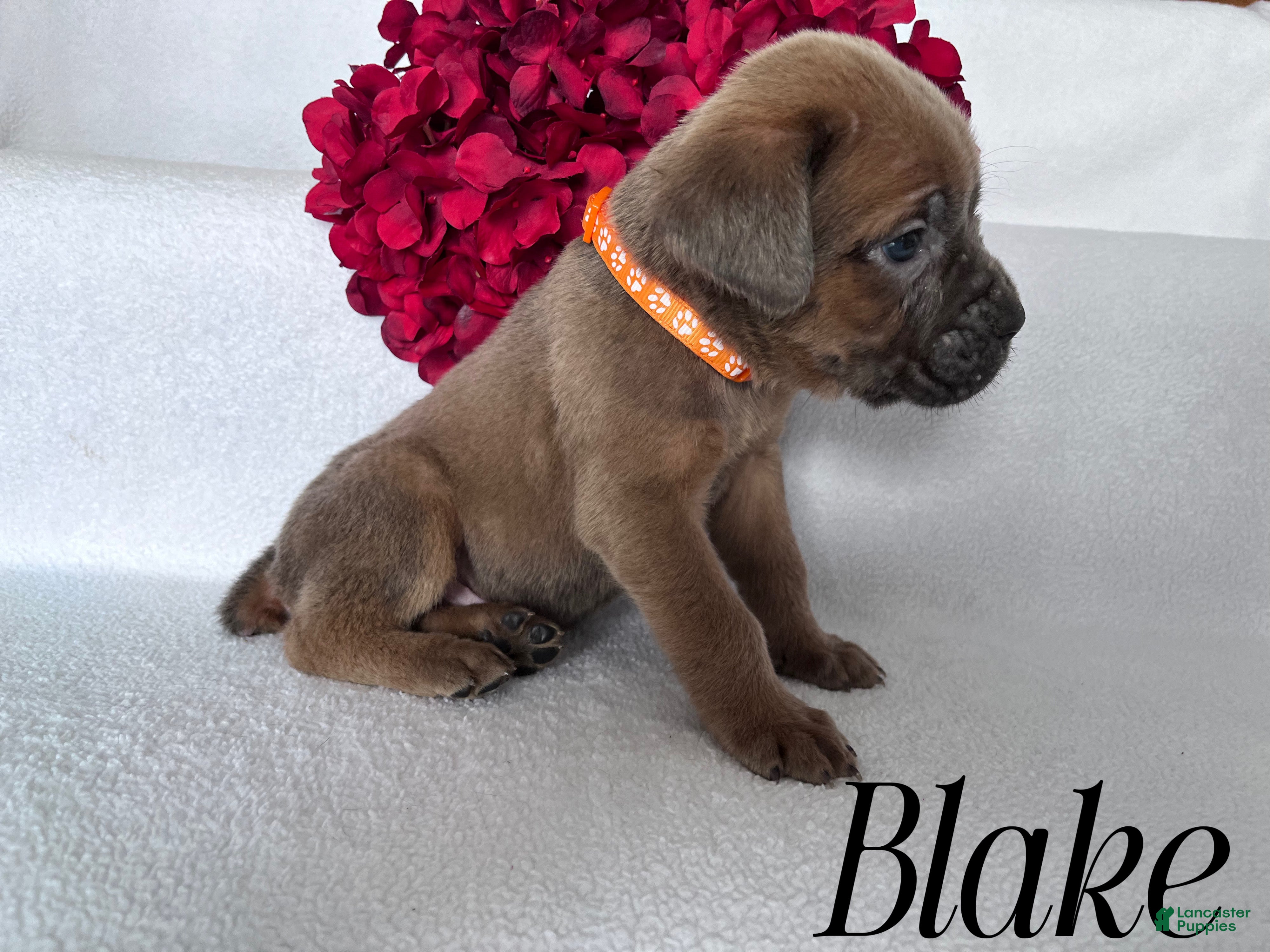 Cane Corso dogs Blake - Ad 2