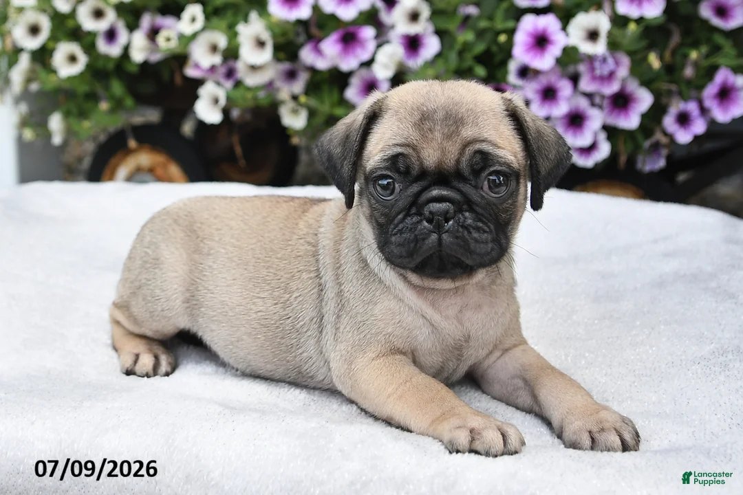 Pug dogs for sale: Rusty - Ad 1