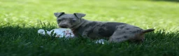 Miniature Pinscher dogs for sale: MOLLY - Ad 2
