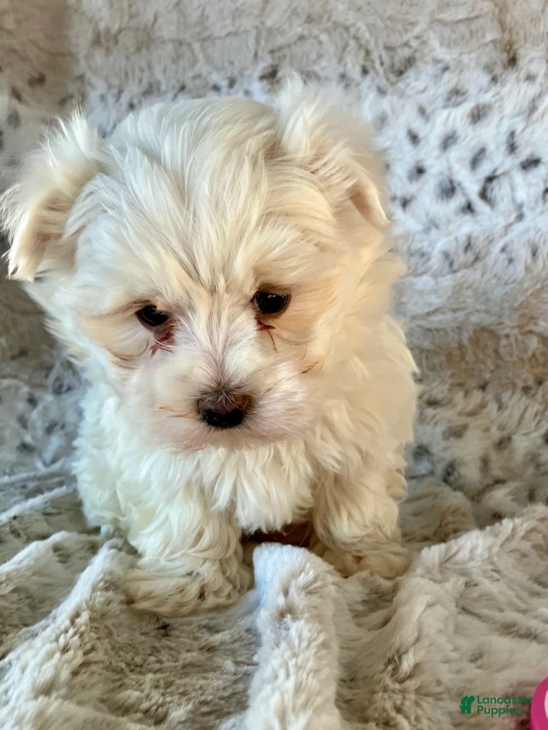 Maltese dogs for sale: Marley - Ad 3