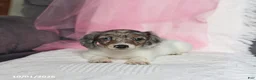 Miniature Dachshund dogs for sale: Twinkle - Ad 3