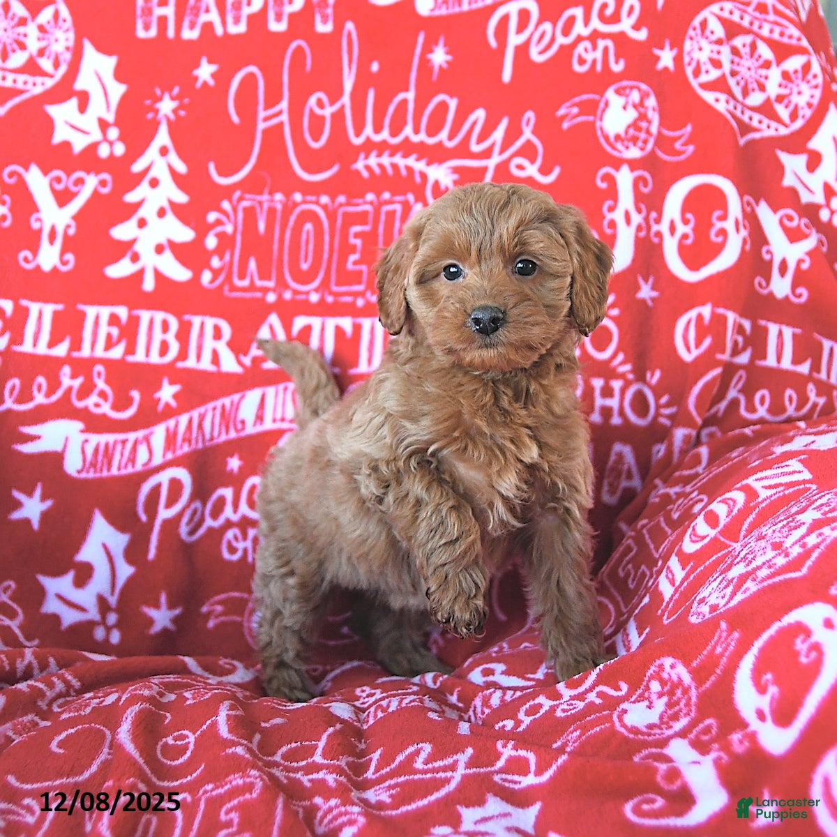Mini Goldendoodle dogs Holly - Ad 32