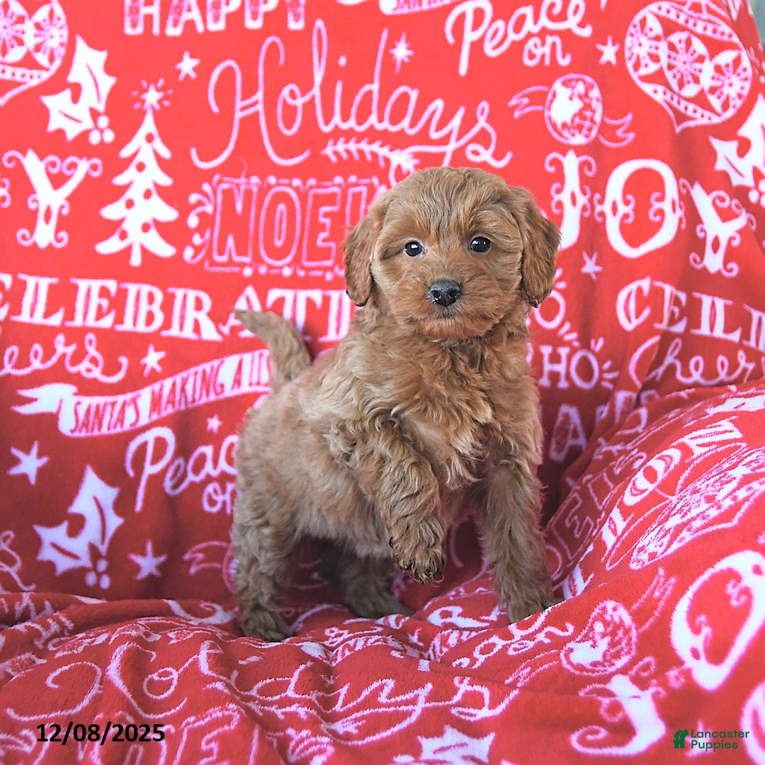 Mini Goldendoodle dogs for sale: Holly - Ad 1