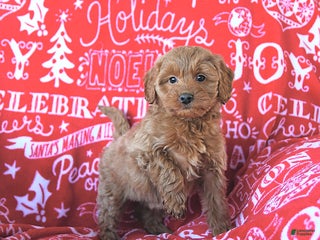 Mini Goldendoodle dogs Holly - Ad 15