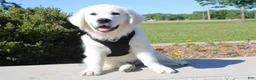 Golden Retriever dogs for sale: Buster - Ad 4