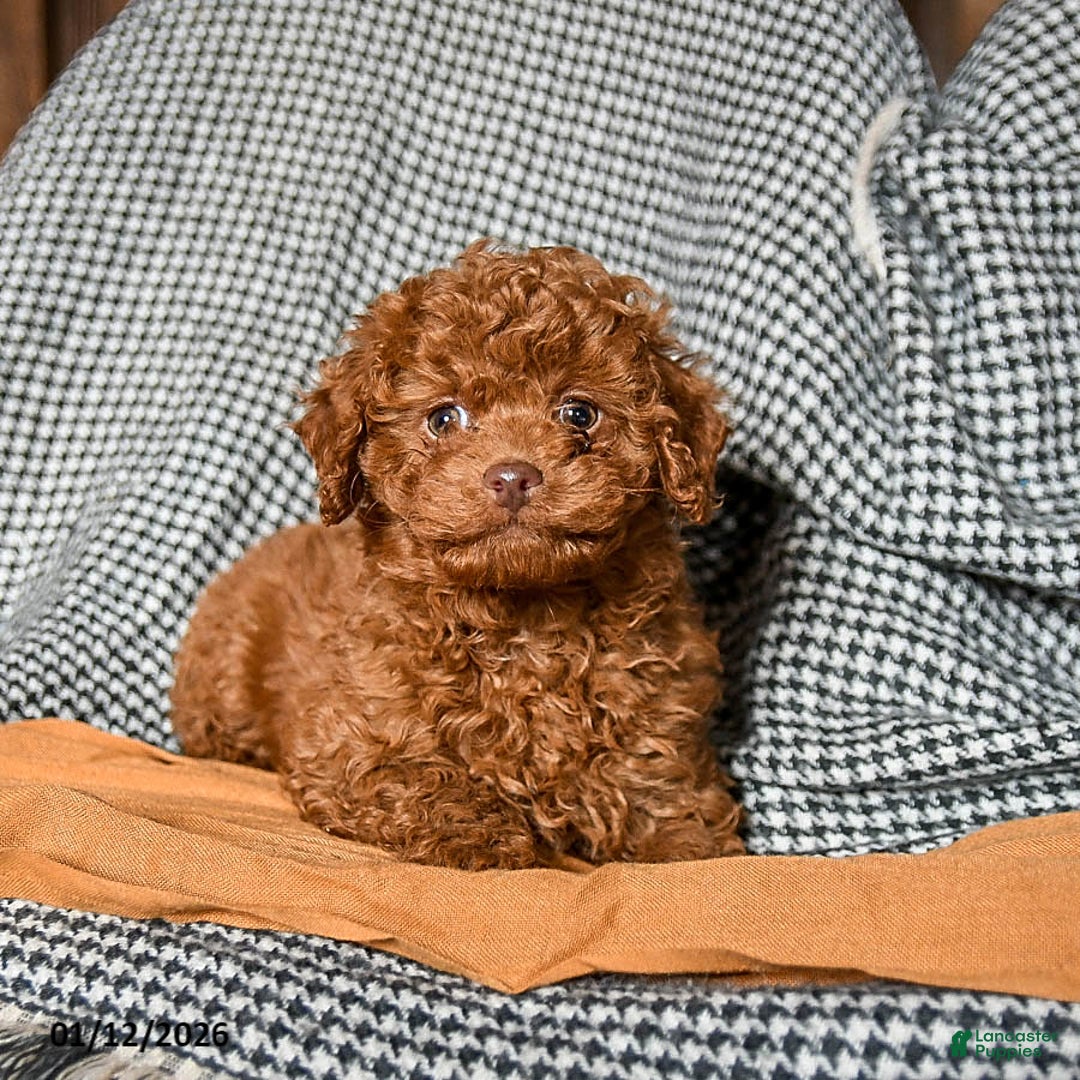 Cavapoo dogs for sale: Cooper - Ad 4