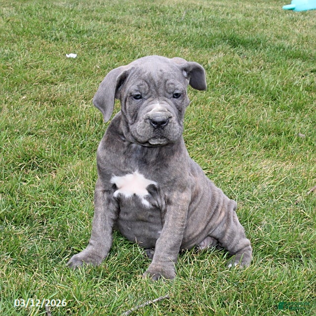 Cane Corso dogs Glory - Ad 2