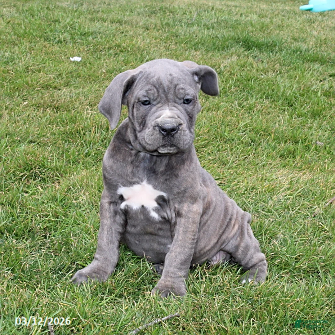 Cane Corso dogs for sale: Glory - Ad 2