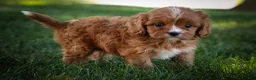 Cavapoo dogs for sale: Katie 🎀 - Ad 6