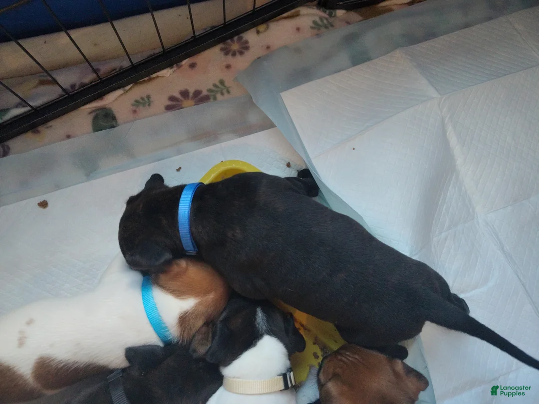 Mixed Breed dogs for sale: Blue collar - Ad 3