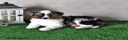 Miniature Australian Shepherd dogs for sale: Jasper - Ad 3