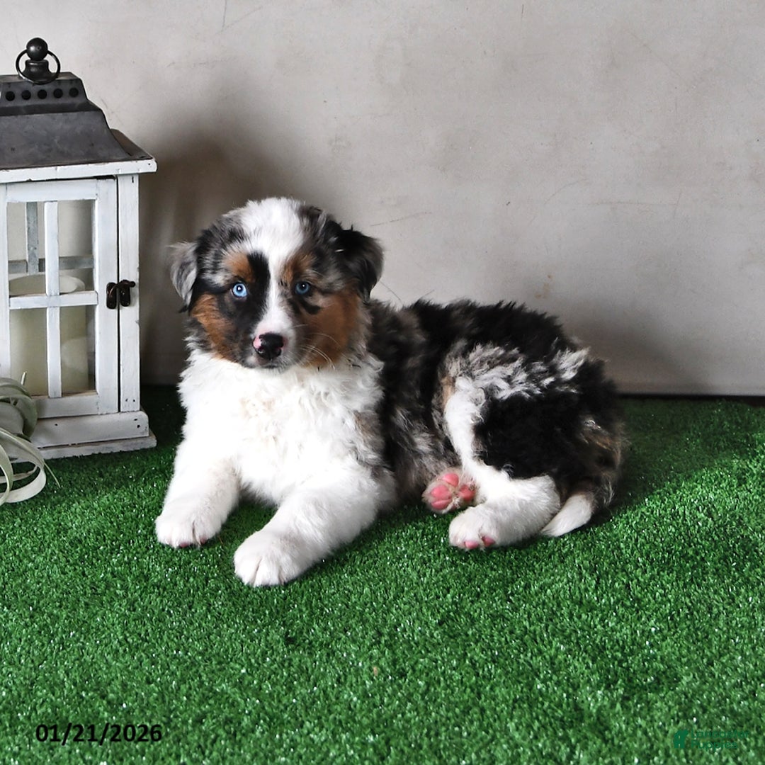 Miniature Australian Shepherd dogs for sale: Jasper - Ad 3
