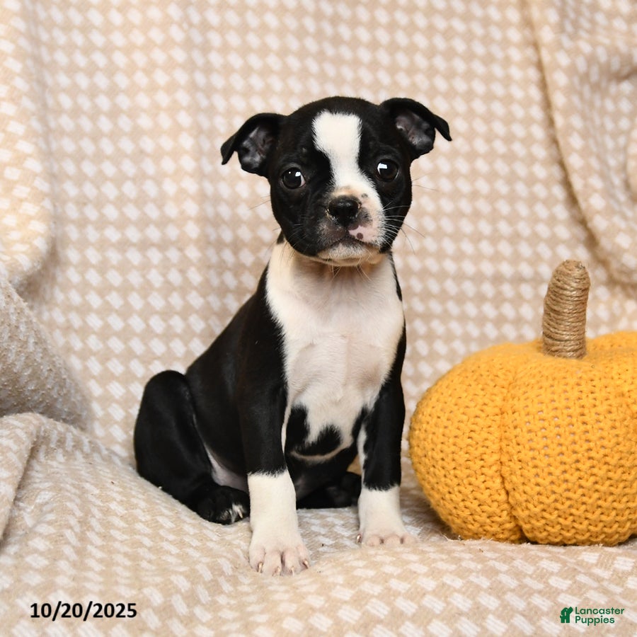 Boston Terrier dogs Moe  - Ad 19