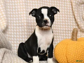 Boston Terrier dogs Moe - Ad 42