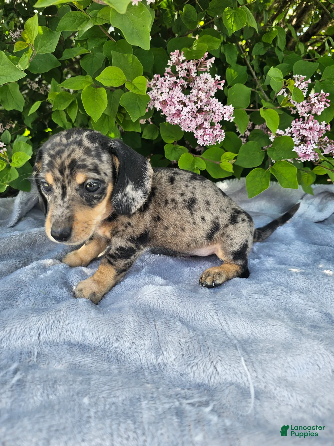 Dachshund dogs for sale: Prince - Ad 1